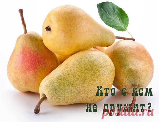 СОСЕДСТВО ДЕРЕВЬЕВ
