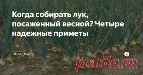 Когда собирать лук, посаженный весной? Четыре надежные приметы Чеснок уже собрали, лук на подходе. Когда и как собирать лук, посаженный весной? Ведь угадать с правильными сроками очень важно. Недозревший лук не будет храниться, а перезревший не порадует вас своим вкусом, внешним видом, быстро уйдет в рост. Как определить? Есть четыре надежные простые приметы для сбора лука. Просто внимательнее наблюдайте за вашими посадками.