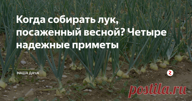 Когда собирать лук, посаженный весной? Четыре надежные приметы Чеснок уже собрали, лук на подходе. Когда и как собирать лук, посаженный весной? Ведь угадать с правильными сроками очень важно. Недозревший лук не будет храниться, а перезревший не порадует вас своим вкусом, внешним видом, быстро уйдет в рост. Как определить? Есть четыре надежные простые приметы для сбора лука. Просто внимательнее наблюдайте за вашими посадками.