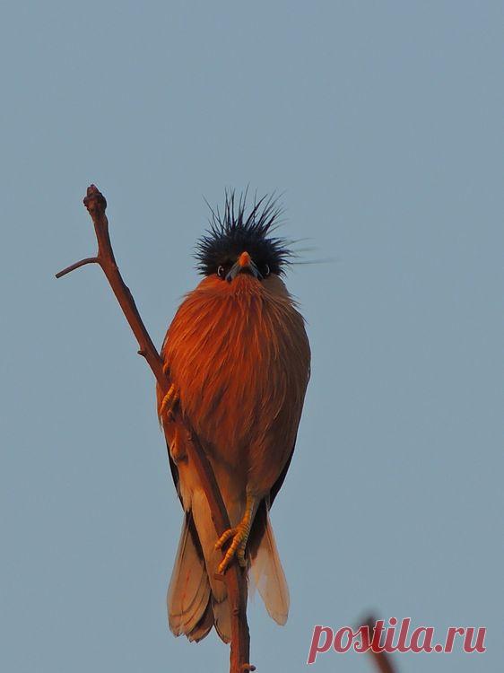 I am shocked! Photo by Manish Murhekar