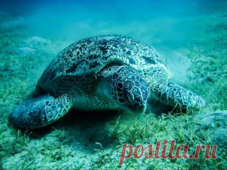 Невероятные моменты дикой природы / Питомцы