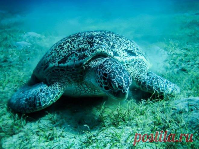 Невероятные моменты дикой природы / Питомцы