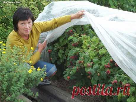 Как без ущерба для урожая омолодить свой малинник?!