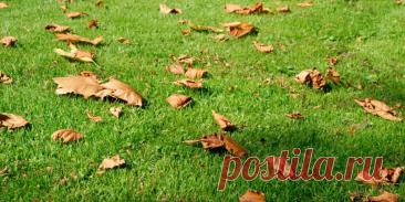 Как подготовить газон к зиме: исчерпывающее руководство - Сад и огород