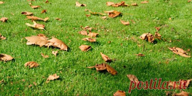 Как подготовить газон к зиме: исчерпывающее руководство - Сад и огород