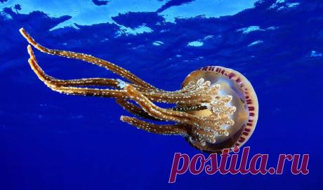 Живая природа
