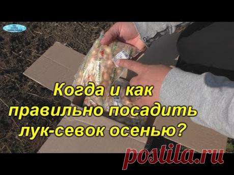 Осенняя посадка лука-севка: когда и как садить лук осенью. Преимущества осенней посадки.