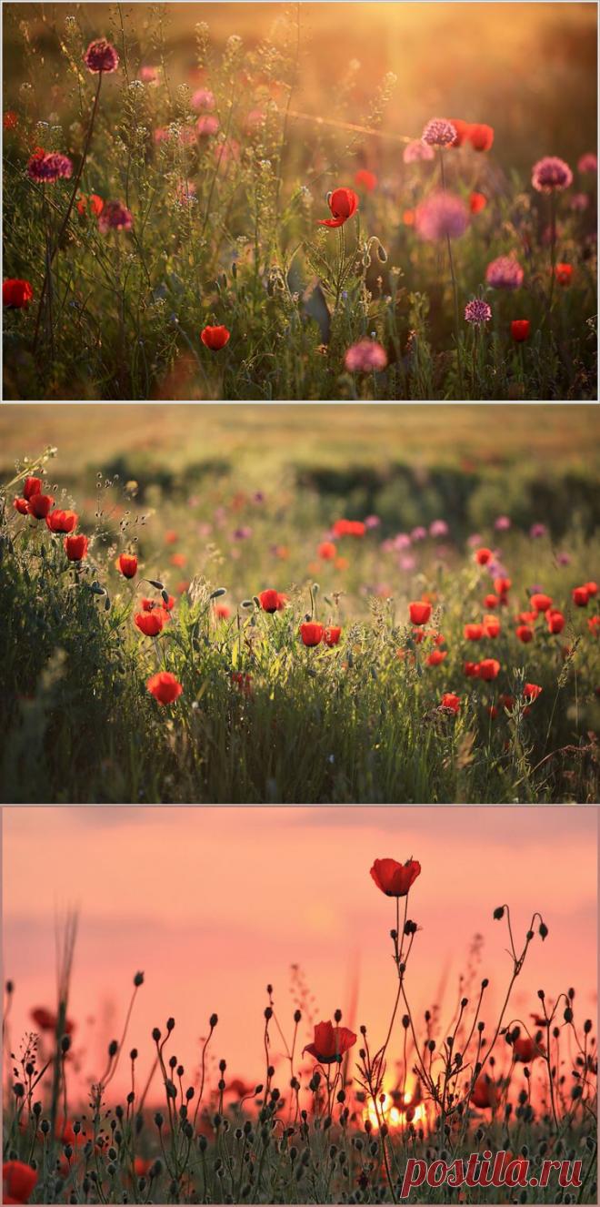 Не спугните эту нежность... В Рай открываются дверцы!.