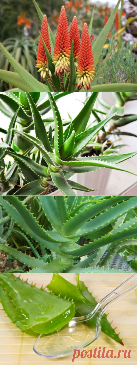 Все о выращивании алоэ (столетника): выбор сорта, уход, пересадка и возможные проблемы