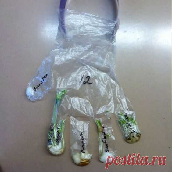 (97) Pinterest - Glove garden! Put some cotton wool in each finger and add a different seed! Tape onto a window so the chlidren can watch the | Teaching Ideas