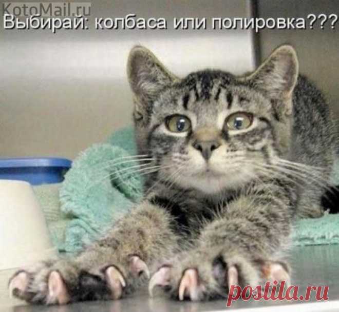 Шантаж. | KotoMail.ru Глазки смелые, когти острые!