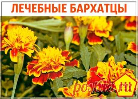 ЛЕЧЕБНЫЕ БАРХАТЦЫ
Для профилактики болезней поджелудочной железы, сахарного диабета, для укрепления сосудистой стенки и нервной системы обязательно попробуйте лекарства с бархатцами !
Рецепт №1.
1 цветок бархатца вместе с семенами измельчить и заварить в 1 стакане кипятка. Принимать по 1/4 стакана 3-4 раза в день.
При панкреатите с частыми приступами по 1 ст. ложке каждые 1-2 часа.
Рецепт №2.
При витилиго, нейродермите, псориазе, ухудшении зрения и выпадении волос.
8 цветков зал