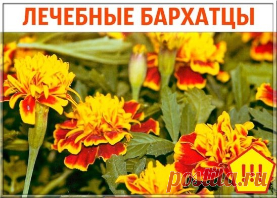 ЛЕЧЕБНЫЕ БАРХАТЦЫ
Для профилактики болезней поджелудочной железы, сахарного диабета, для укрепления сосудистой стенки и нервной системы обязательно попробуйте лекарства с бархатцами !
Рецепт №1.
1 цветок бархатца вместе с семенами измельчить и заварить в 1 стакане кипятка. Принимать по 1/4 стакана 3-4 раза в день.
При панкреатите с частыми приступами по 1 ст. ложке каждые 1-2 часа.
Рецепт №2.
При витилиго, нейродермите, псориазе, ухудшении зрения и выпадении волос.
8 цветков зал