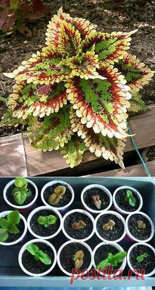 Выращивание колеуса из семян | Мое подворье