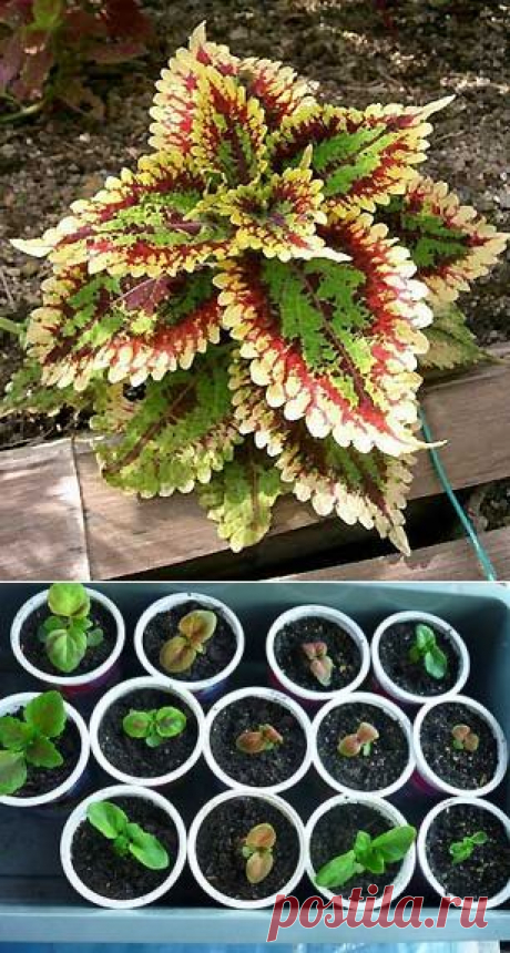 Выращивание колеуса из семян | Мое подворье