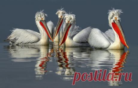 Уязвимый вид «баб-птиц» выбрал для размножения прифронтовой район Донбасса, заявили экологи Донецк, 24 мая – ДАН. Научные сотрудники особо охраняемой природной территории «Хомутовская степь – Меотида» в прифронтовом Новоазовском районе ДНР вновь