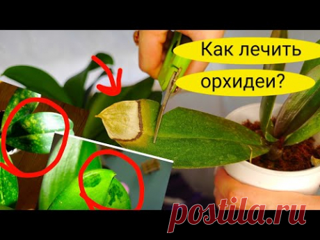 ГНИЛЫЕ, ВОНЮЧИЕ, МОКРЫЕ пятна на Листьях ОРХИДЕИ, как лечить и что делать с ними?