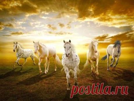 Imagen HQ - Caballos en el Prado