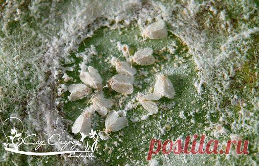 Белокрылка прожорливая Белокрылка – настоящий вредитель растений. Эти мелкие…