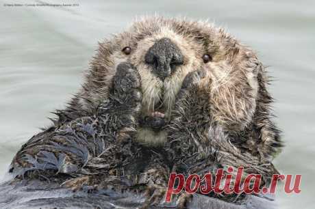 40 диких улыбок в одном посте: подборка работ финалистов фотоконкурса Comedy Wildlife Photography Awards 2019