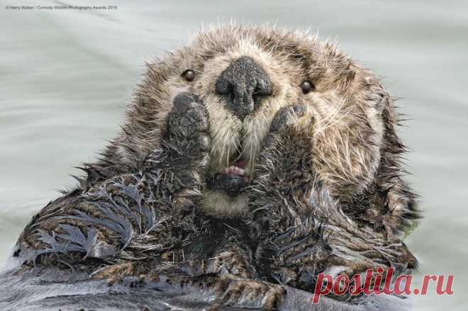 40 диких улыбок в одном посте: подборка работ финалистов фотоконкурса Comedy Wildlife Photography Awards 2019