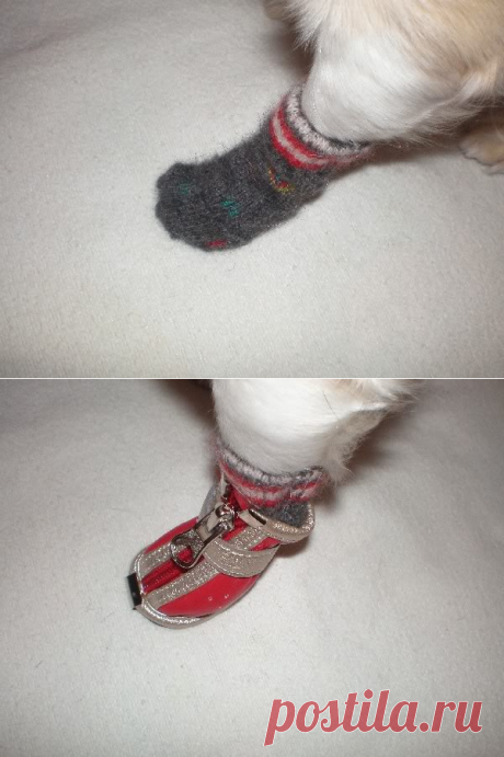 Носочки для собак.