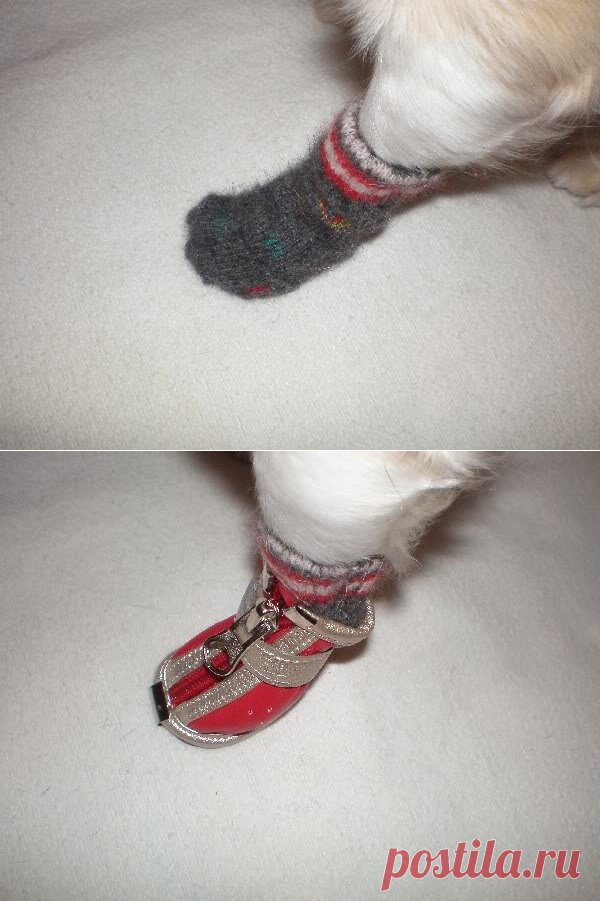 Носочки для собак.