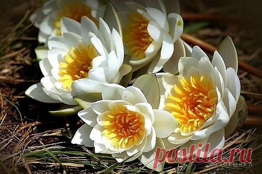 Кувшинки для садового пруда.