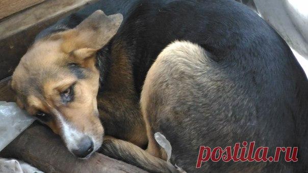 Помогите пожалуйста! В Л.О. г. Тосно оставили щенка соседу, а он отказался от малыша. Девочка, 6 месяцев, метис гончей.
Очень ласковая и добрая собачка, игривая, любит детей, будет надежным другом и охранником. Не могу оставить - у самой 3 собаки и 5 кошек. 
Возьмите себе это чудо и получите набор с кормом в подарок от ProPlan
89111771291 Любовь