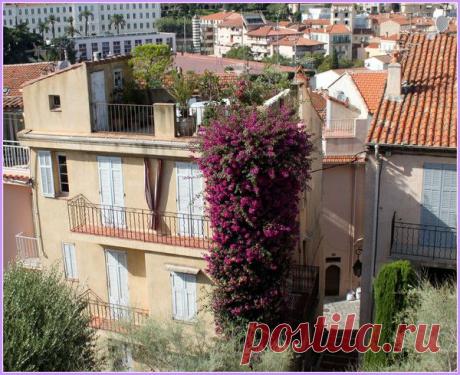 Лазурный берег, Канны. | Фотографии Светлана Верхошинская | 8083 фото