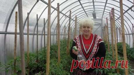 ПОДКОРМКА ТОМАТОВ БОРОМ. ПОДРОБНО. Ольга Чернова.