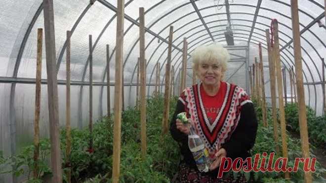 ПОДКОРМКА ТОМАТОВ БОРОМ. ПОДРОБНО. Ольга Чернова.