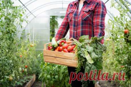 Как продлить урожайный сезон? 11 хитростей, чтобы овощи радовали всю осень — Ботаничка