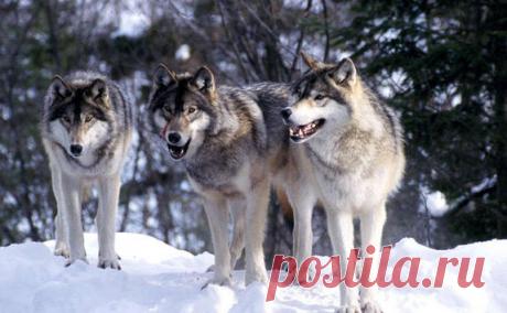 Что делать, если на вас напала стая волков — Субботний Рамблер