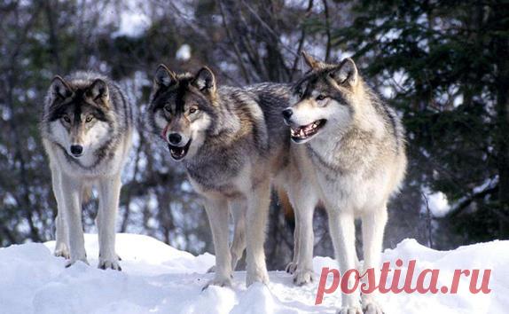 Что делать, если на вас напала стая волков — Субботний Рамблер
