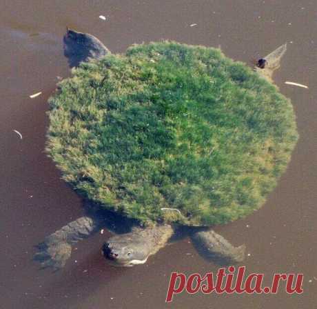Фотографии доказывающие, что реальность круче фотошопа | Мир Интересностей | Яндекс Дзен