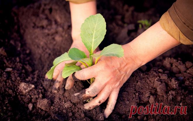 Все, что вы хотели знать о высадке рассады в грунт (в таблицах)