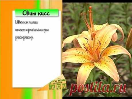 Сорта лилий