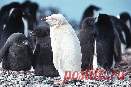 Ученые заметили в Антарктиде редчайшего белого пингвина. В Антарктиде ученые заметили рядом с научной станцией редчайшего белого пингвина Генту. Окрас пингвина вызван мутацией, известной как лейцизм. У этого вида обычно красновато-оранжевые клювы и черные головы с белыми пятнами вокруг глаз. Исследователи засняли необычную особь возле базы Гонсалес-Видела в начале января.