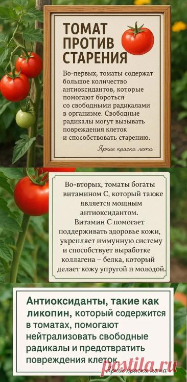 Томаты польза