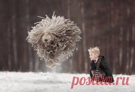 Маленькие дети и большие собаки / Питомцы
