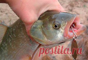 Рыбалка видео: Ловля жереха в сентябре