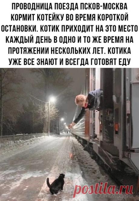 Кот выдрессировал проводницу
