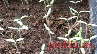 Секреты томатов. Супер рассада