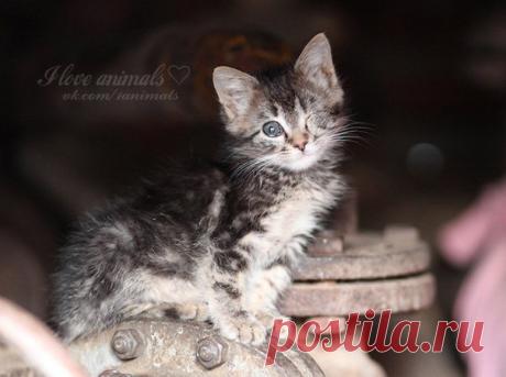 ХОЗЯИН ТРУБЫ МЕТАЛЛИЧЕСКОЙ (всем бездомным кошкам посвящается)