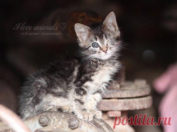 ХОЗЯИН ТРУБЫ МЕТАЛЛИЧЕСКОЙ (всем бездомным кошкам посвящается)