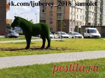 Зоопарк прибыл 🦒🦒

За фото спасибо соседям 

#люберцы #люберцы2017 #люберцы2018 #жксамолет #новостройка #некрасовка #самолетдевелопмент #гксамолет #строительство