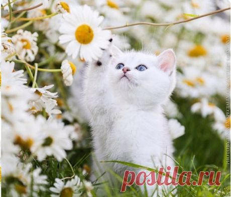 ДОБРОГО ДНЯ !!!


Доброго дня, прекрасного настроения!
Ловите прекрасные моменты,
из них рождается СЧАСТЬЕ!!!