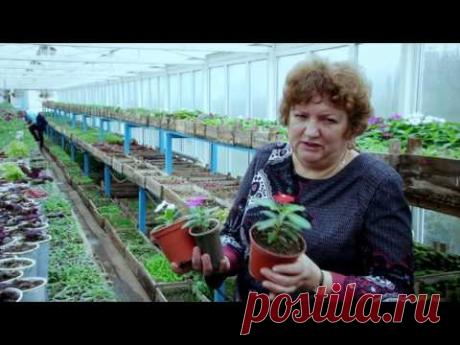 Выращивание рассады катарантусов