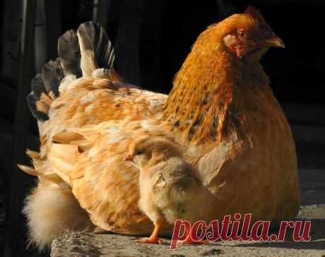 Аборт- это убийство, ко ко ко